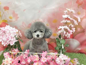 IMG_6375
