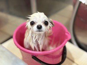 IMG_6982