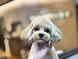 IMG_8333