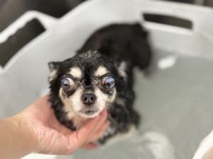 IMG_8348