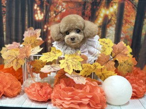 IMG_8424