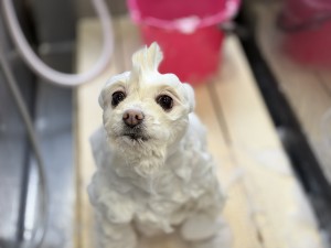 IMG_8528