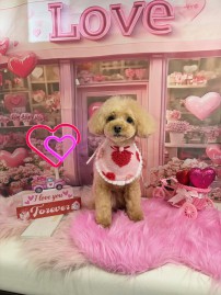 2026-1-26　古島こはるちゃん①