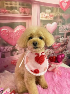 2026-1-26　古島こはるちゃん