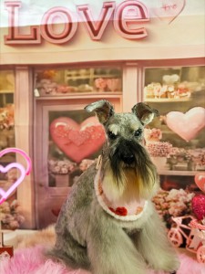 Polish_20260206_183310133