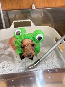 2026-3-3　伊藤サラちゃん