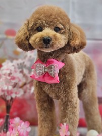 Polish_20260420_152055577