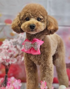 Polish_20260420_152055577