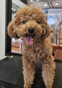 Polish_20260420_152431617