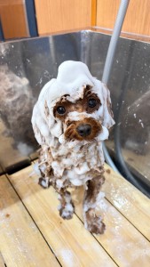 2026-3-25鈴木ハリーくん③