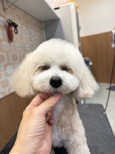 2026-5-3　井上コムギちゃん②