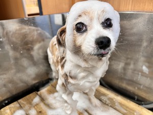 IMG_5031